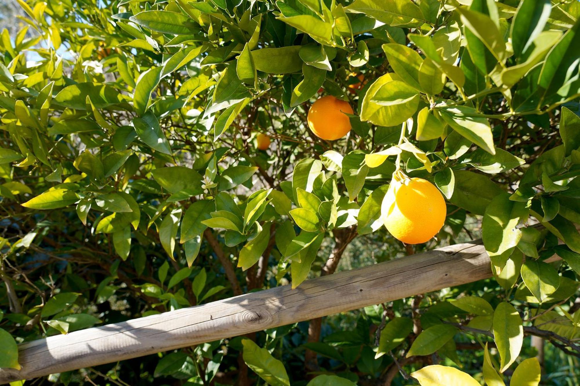 Cortijo Lagar De Luisa Pensionat Borge Exteriör bild